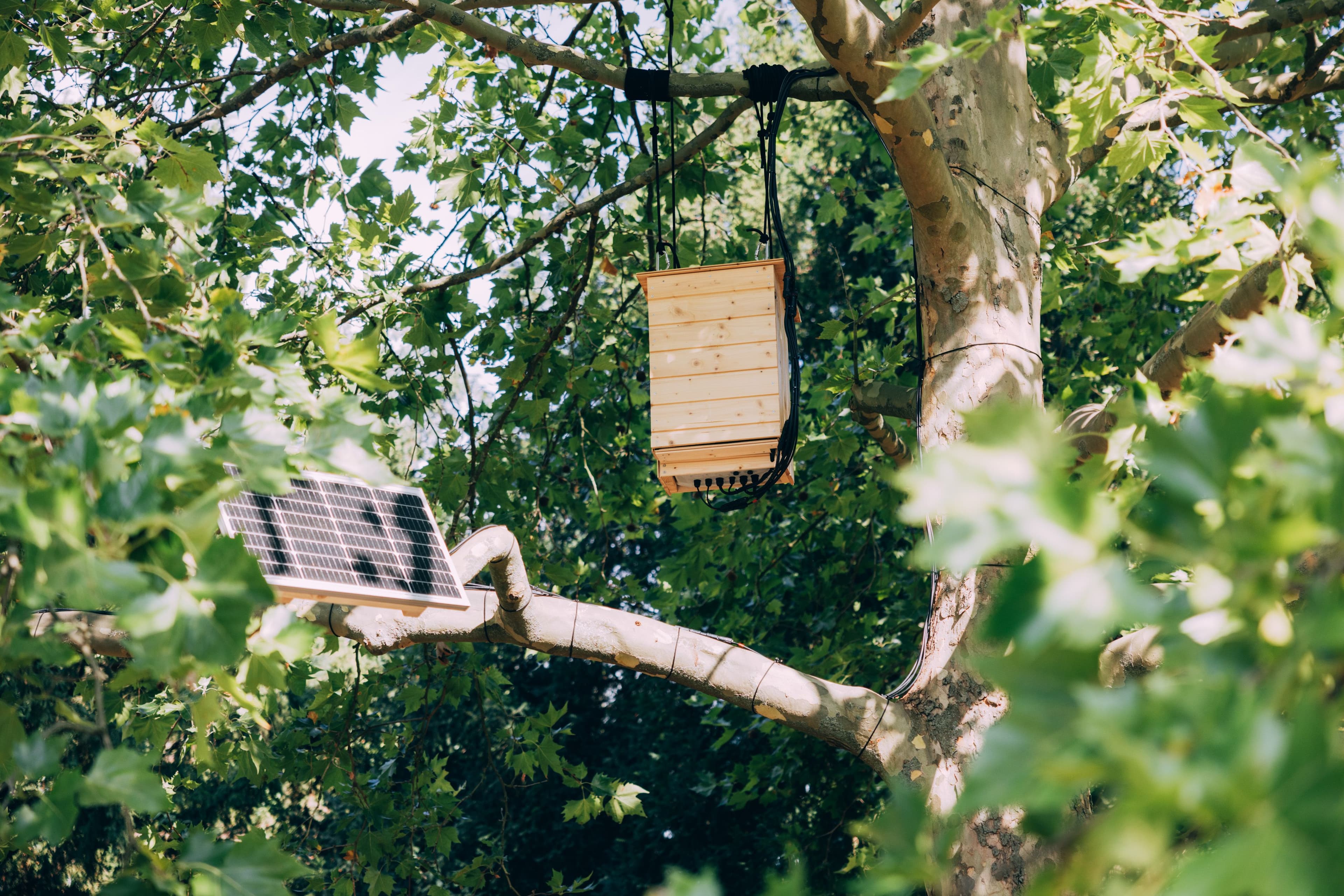 Im Frankfurter Metzlerpark hängt die Soundinstallation Radical Climate Action Bird von Künstler Dennis Siering