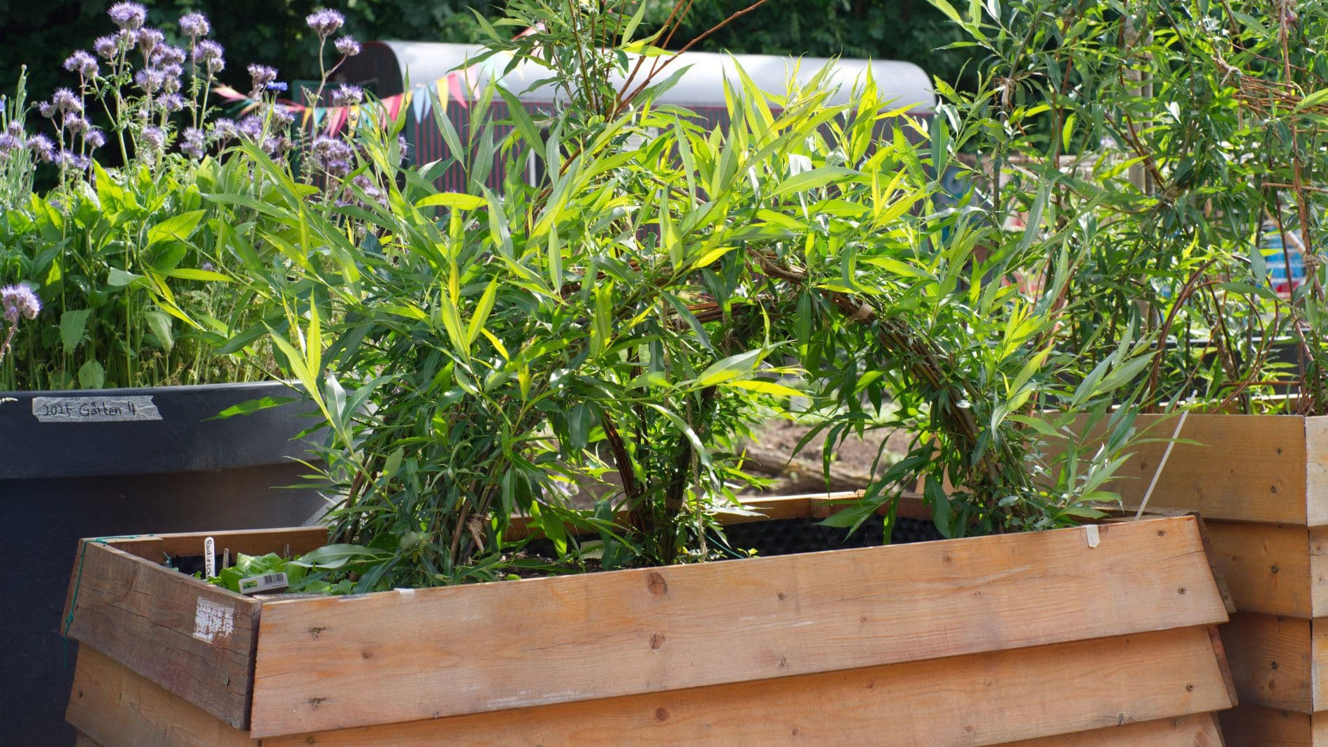 Blick auf begrünte Hochbeete 