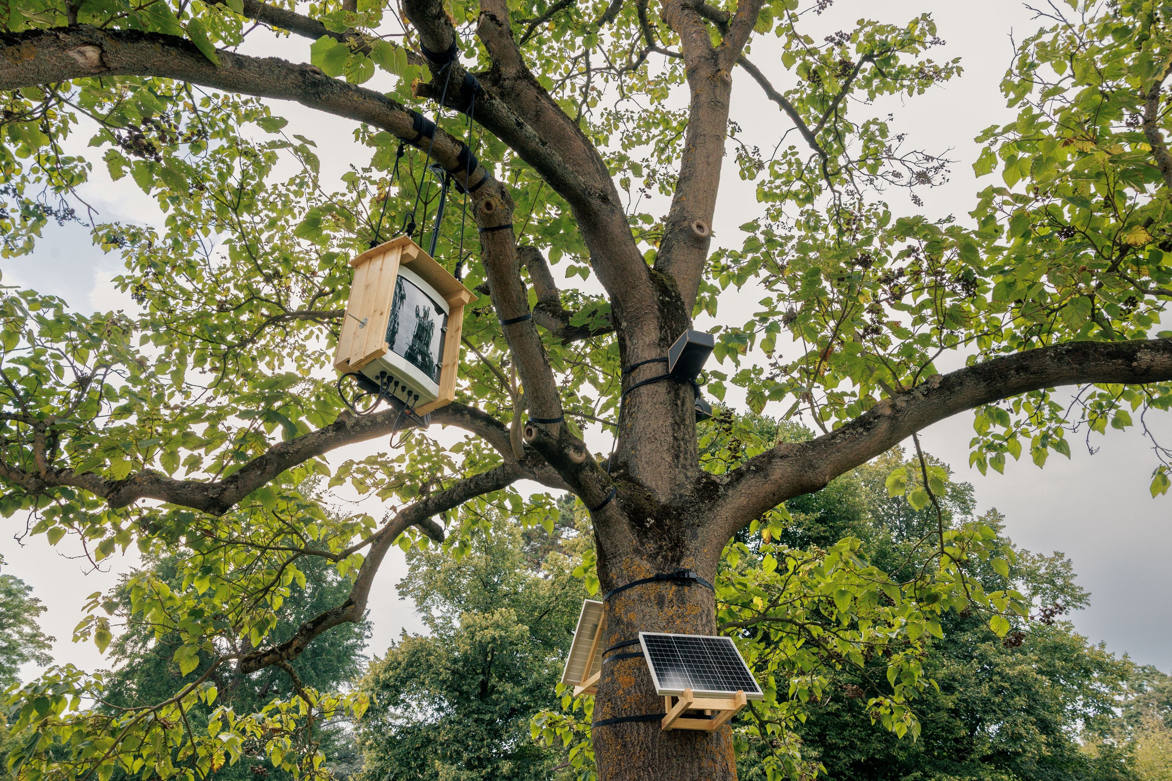 Dennis Siering, Installationsansicht Antifascist Bird Communication System V1.01, 2025, als Teil der Ausstellung Media Art is Here der UNESCO City of Media Arts Karlsruhe, Schlossgarten Karlsruhe
