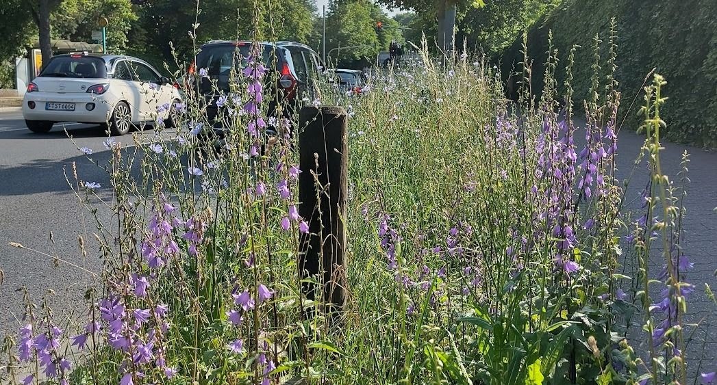 Eine bunte Vegetation wächst neben einer befahrenen Straße