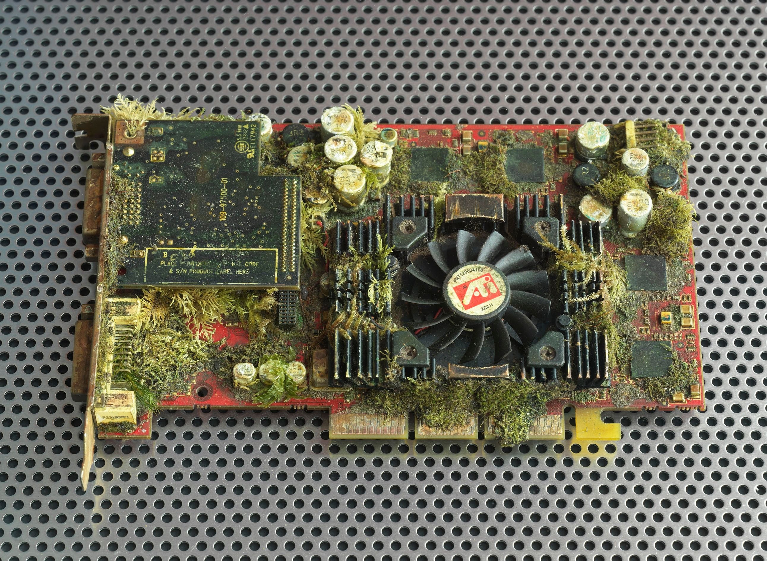 Festplatte mit Pflanzen übersät 