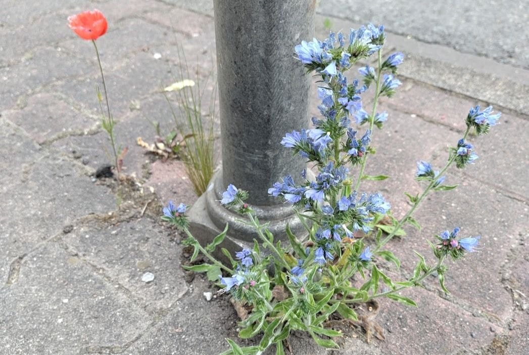 Eine blau blühende Pflanze wächst aus einer gepflasterten Straße
