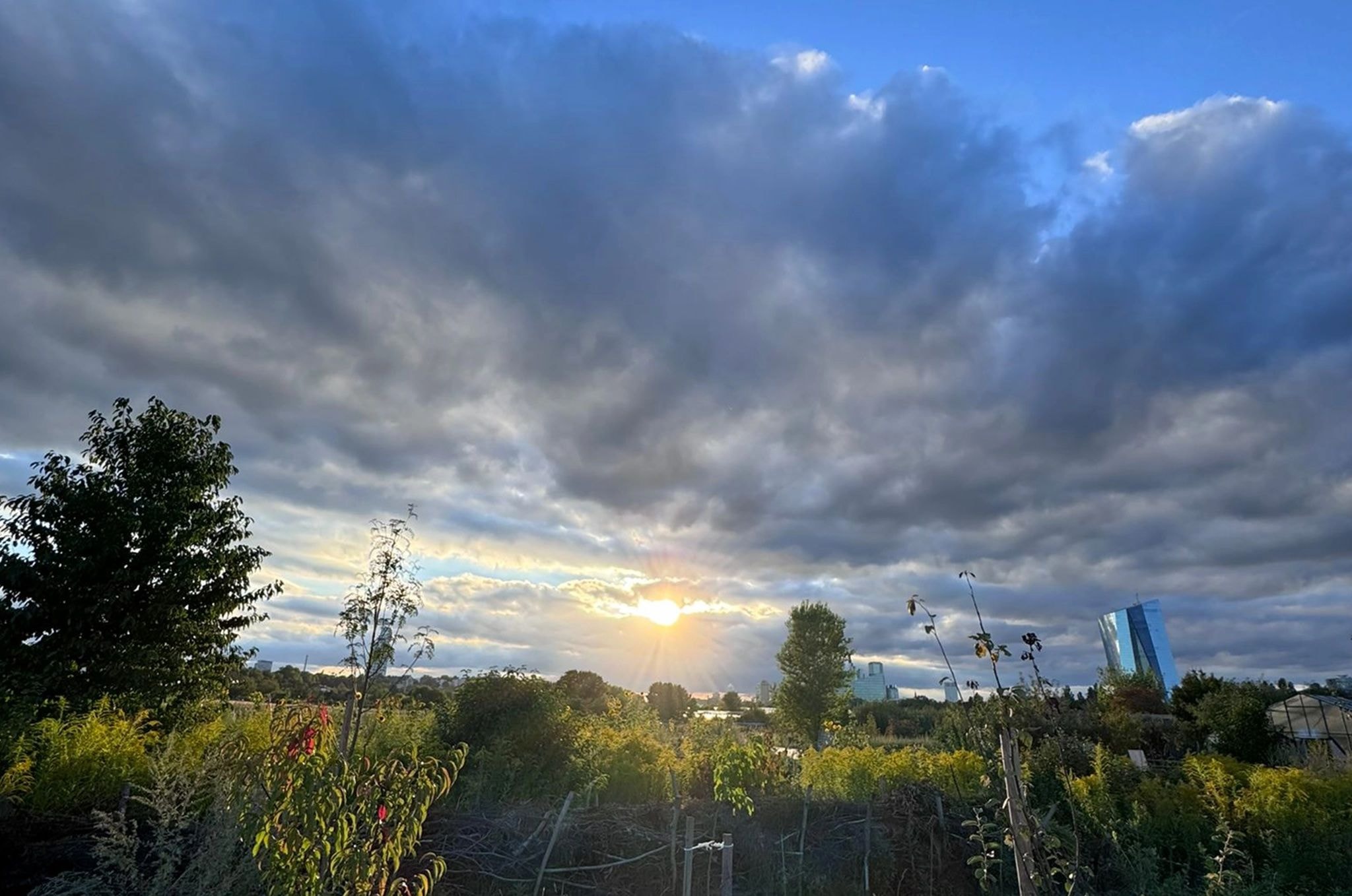 Blick über die Ackerfelder von Oberrad mit Sicht auf die EZB in Frankfurt