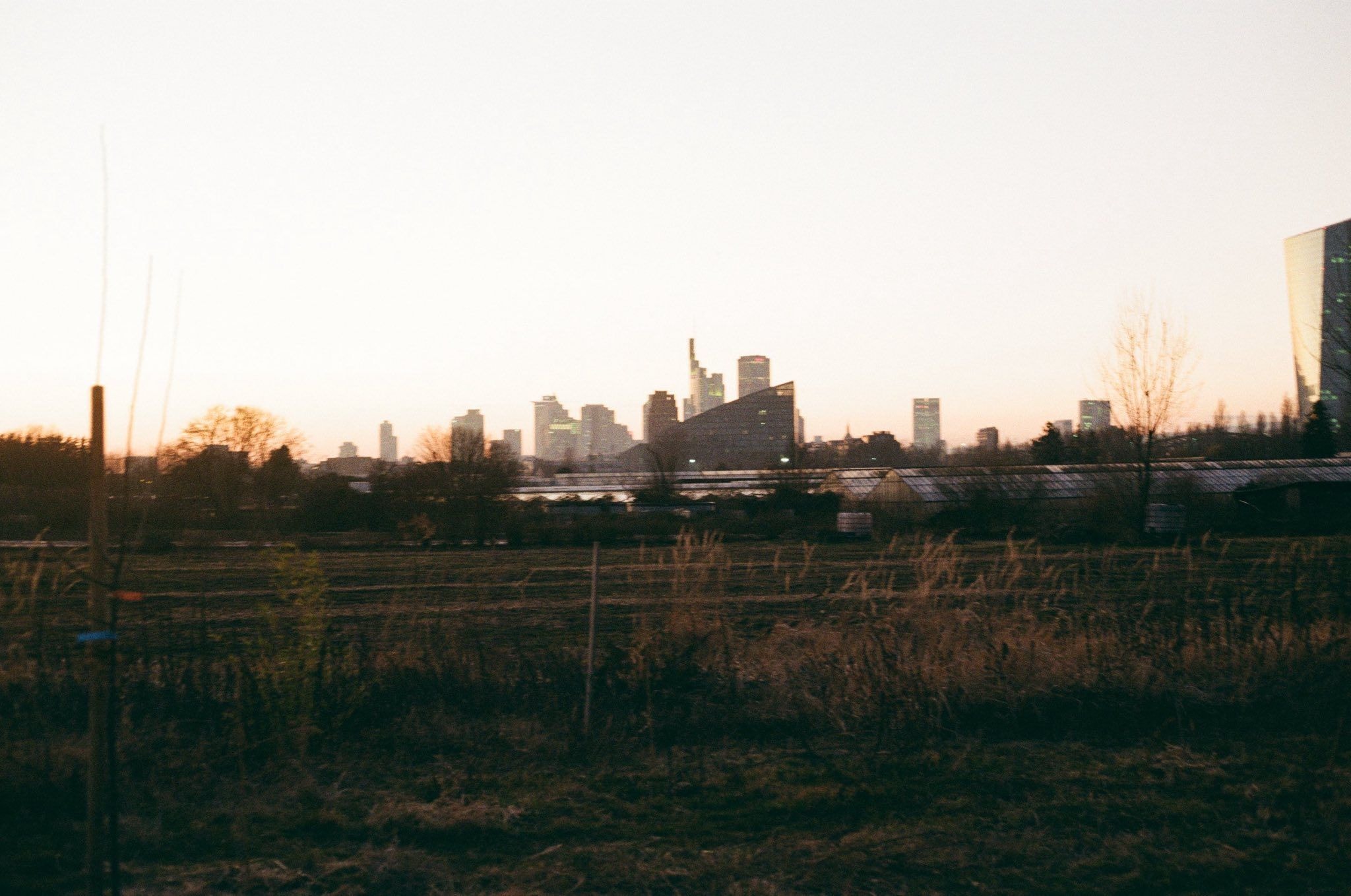 Die Skyline Frankfurts erstreckt sich am Ende einer Wiese im Abendlicht.