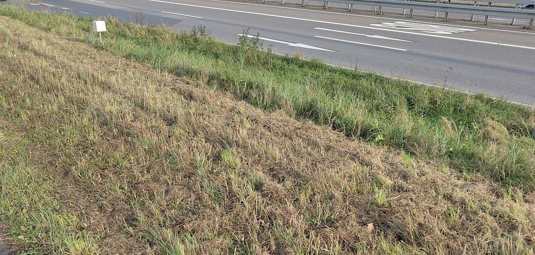 eine gemähte Wiese am Straßenrand