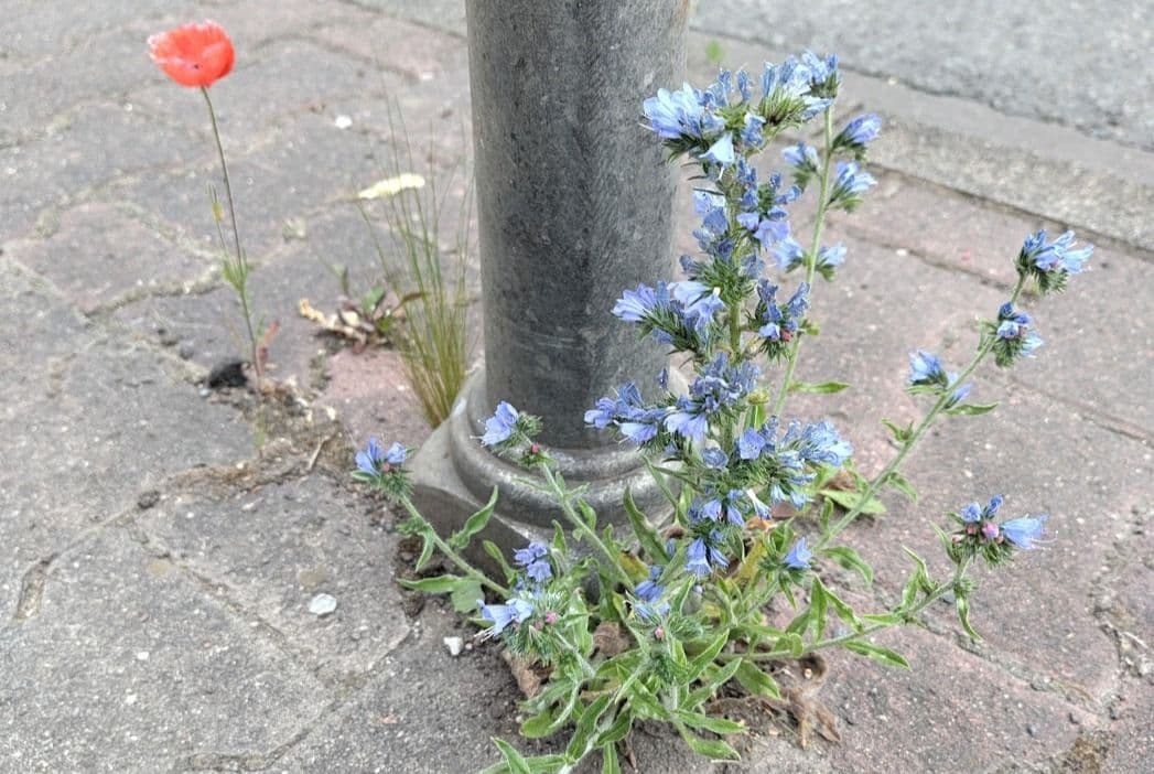 Eine blau blühende Pflanze wächst aus einer gepflasterten Straße
