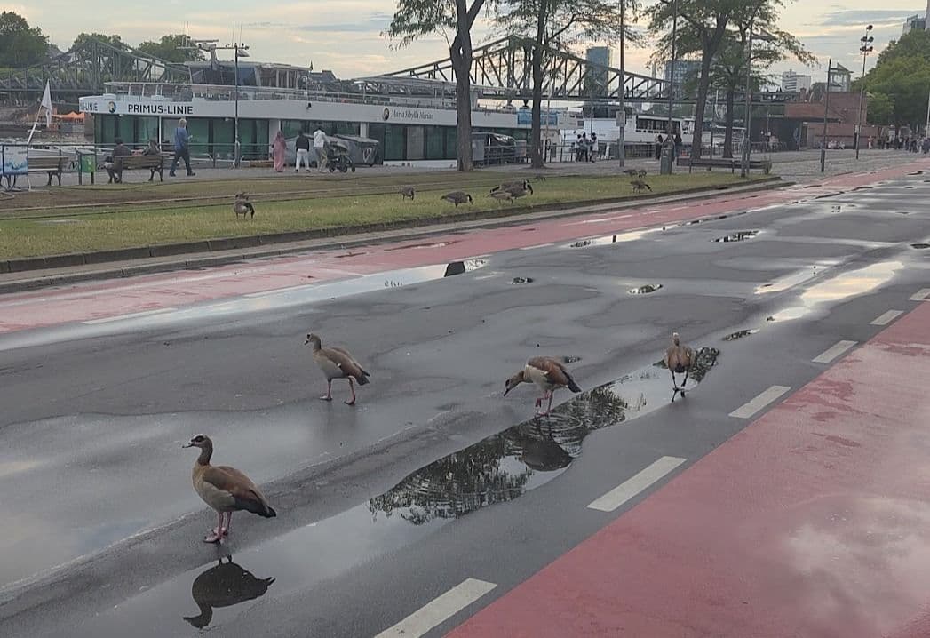 Nilgänse überqueren die Straße am Frankfurter Mainufer